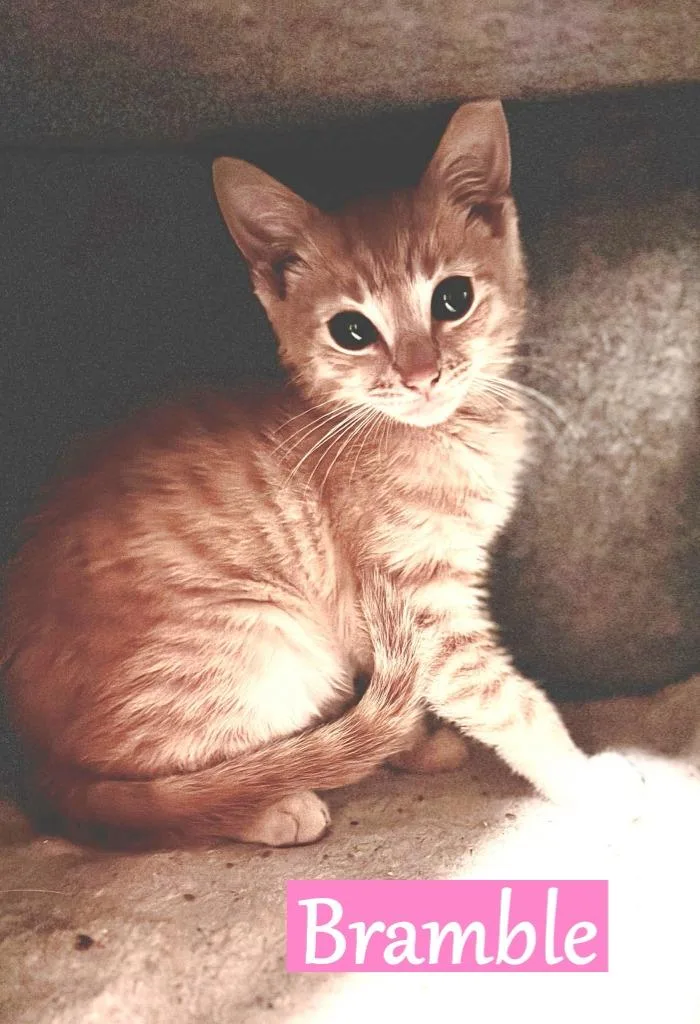A baby medium-sized female Domestic Short Hair cat named Bramble for adoption in Hoover , AL