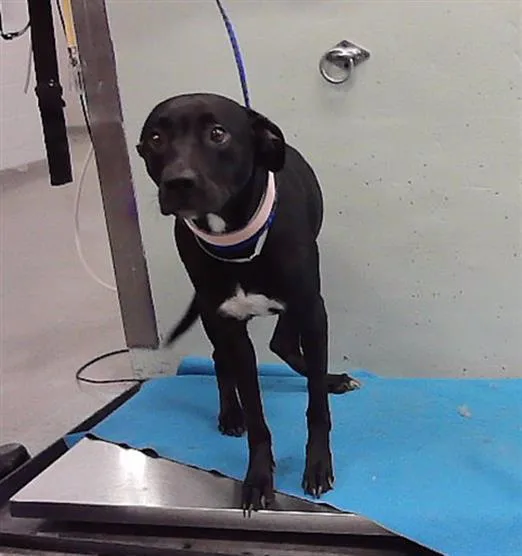 An adult large-sized female Labrador Retriever dog named Poppy for adoption in Houston, TX