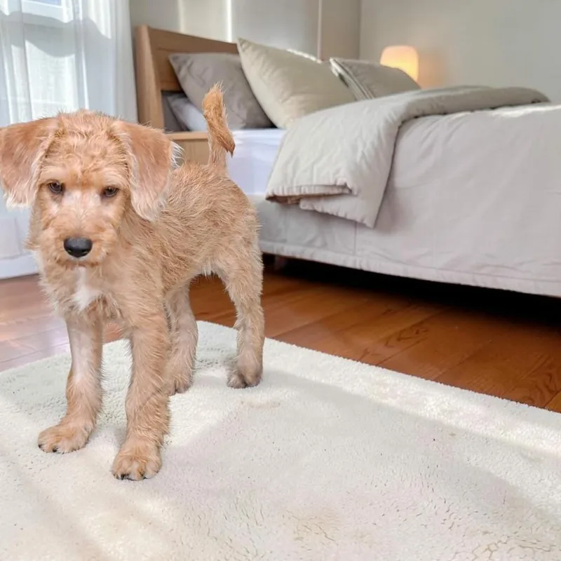 A baby small-sized male Poodle dog named Mou for adoption in San Diego, CA