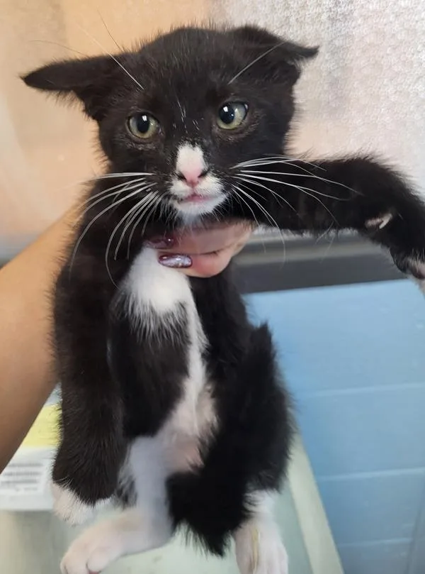 A baby small-sized male Domestic Medium Hair cat named Pen C Tom for adoption in Lawrenceville, GA