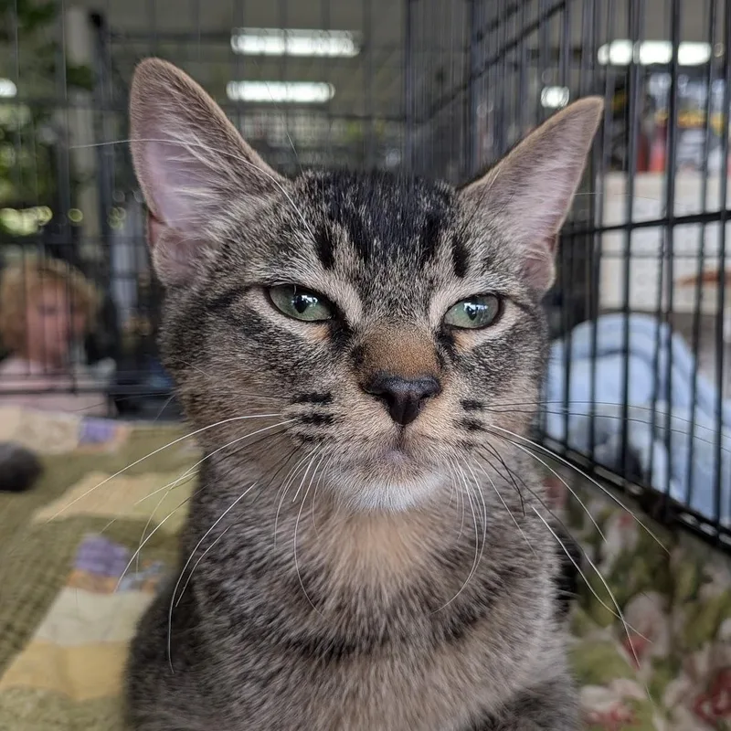 A baby medium-sized male Tabby (Brown / Chocolate) Domestic Short Hair cat named Leonard for adoption in Eugene, OR