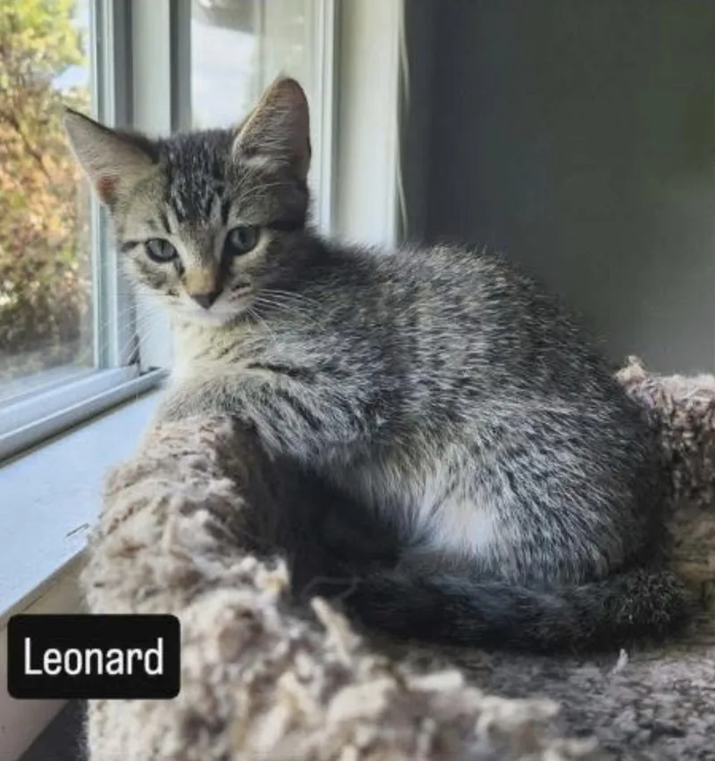 Leonard thumbnail 2