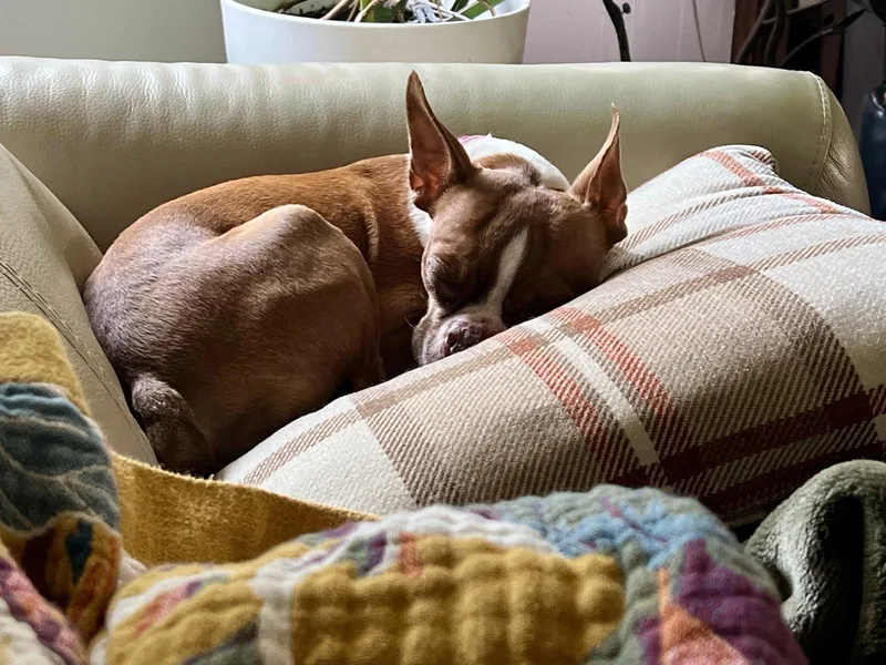 An adult small-sized female Boston Terrier dog named Tilly for adoption in Spring City, PA