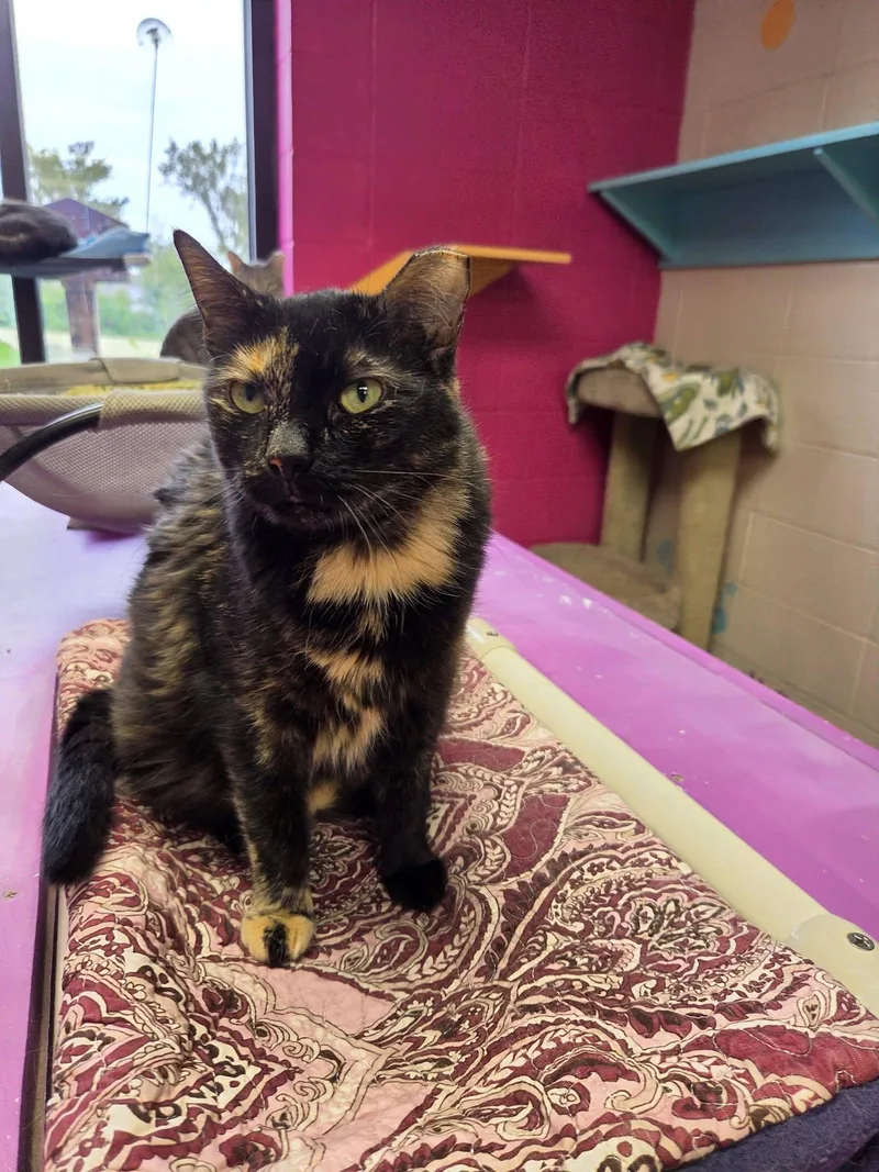 An adult medium-sized female Tortoiseshell Domestic Short Hair cat named Dalai for adoption in Chilton, WI