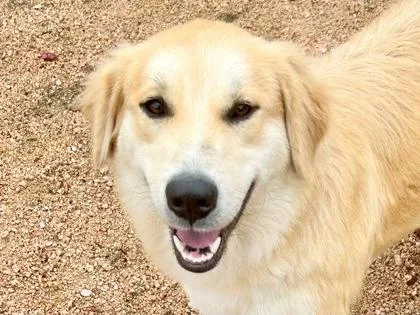 An adult large-sized female White / Cream Mixed Breed dog named Maple for adoption in Georgetown, TX
