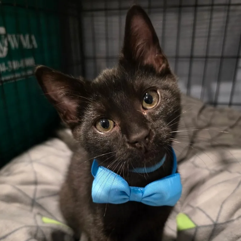 A baby medium-sized male Black Domestic Short Hair cat named Angry Potato for adoption in Richmond, VA