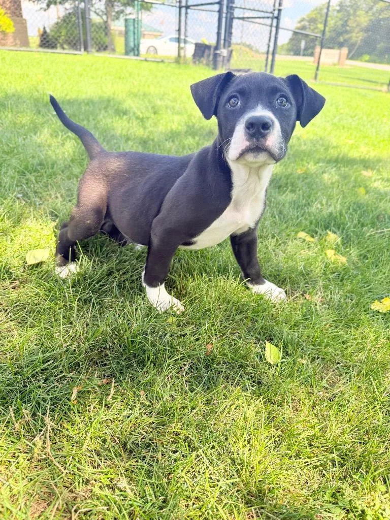 A baby medium-sized male Terrier dog named December for adoption in Wintersville, OH