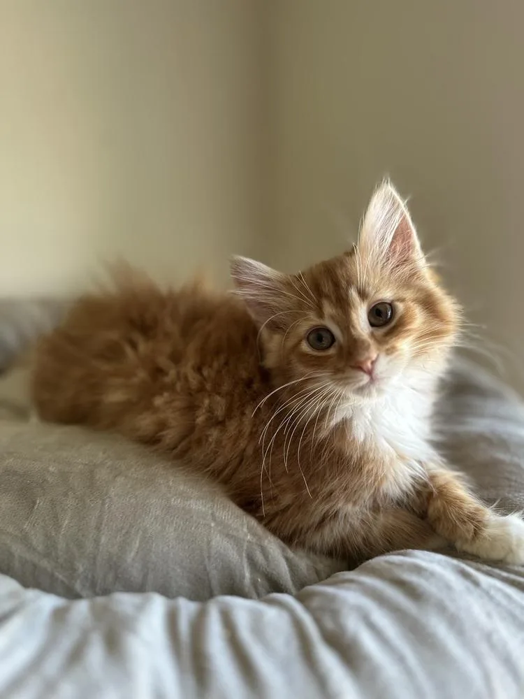 A baby small-sized female Orange & White Domestic Long Hair cat named Carolina Crusher for adoption in Chicago, IL