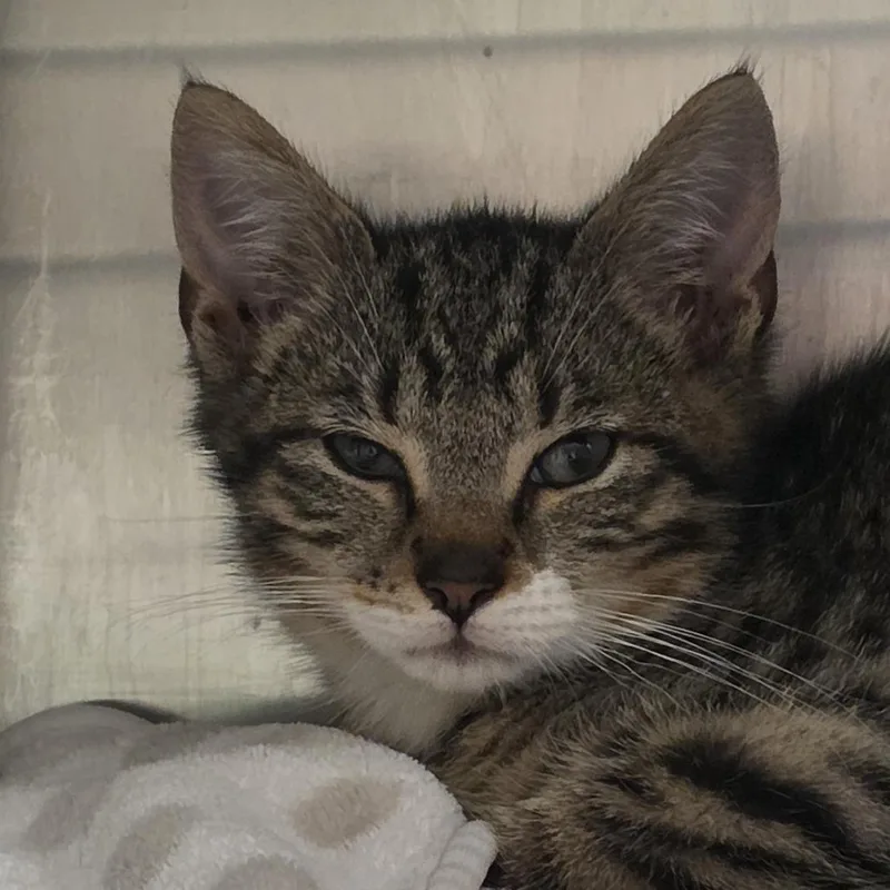 A baby small-sized male Brown / Chocolate Domestic Short Hair cat named Charlie for adoption in Kennebunk, ME