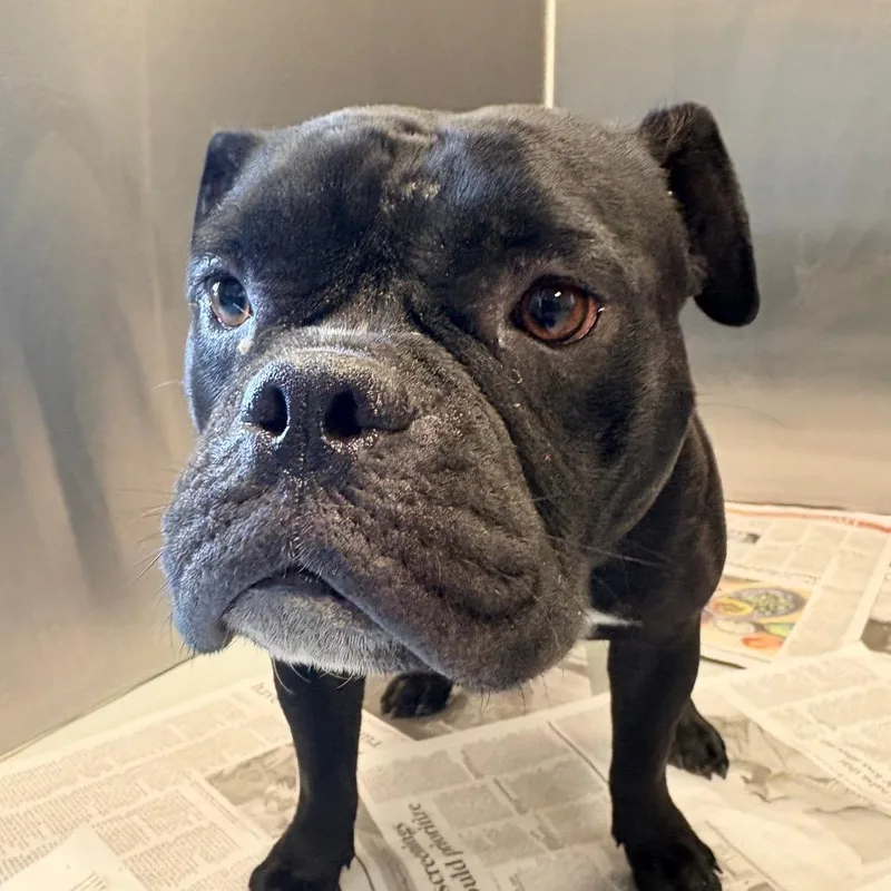 An adult medium-sized female Black English Bulldog dog named Harriet for adoption in Concord, NC