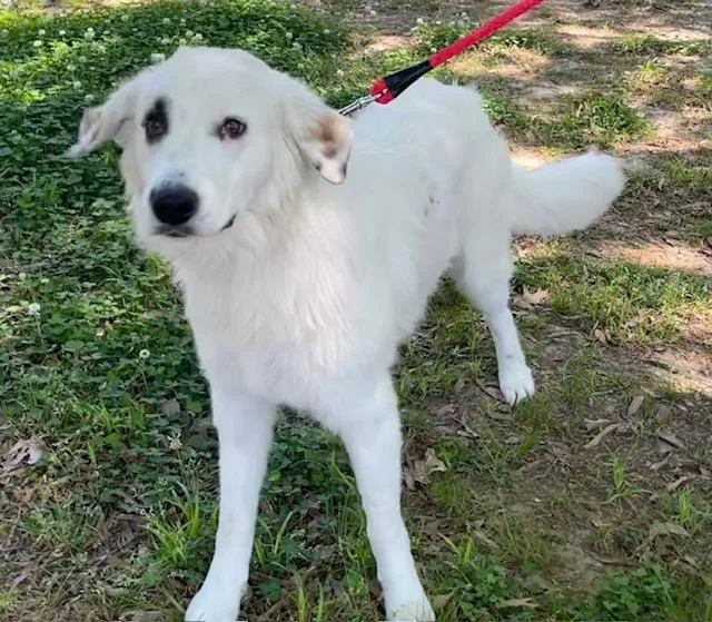 An adult medium-sized female White / Cream Australian Shepherd dog named Pearl for adoption in Memphis, TN