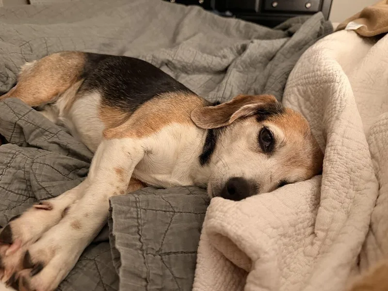 An adult small-sized female Beagle dog named Daisy Mae for adoption in Chattanooga, TN