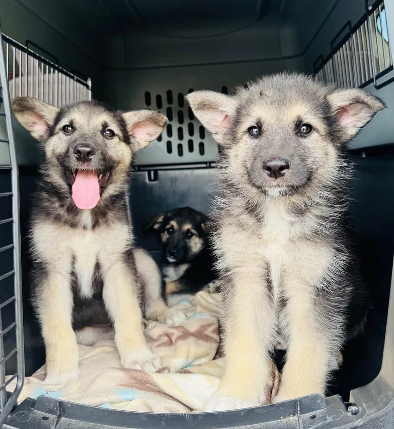 A baby large-sized female German Shepherd Dog dog named Helga for adoption in Claremore, OK