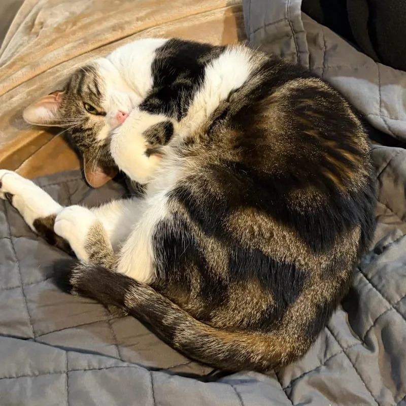 An adult large-sized male Brown / Chocolate Domestic Short Hair cat named Jet for adoption in Newark, NJ