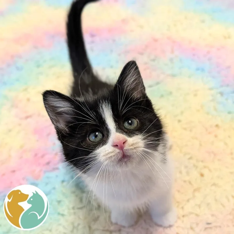A baby small-sized female Black Domestic Short Hair cat named Tail Coat for adoption in Toledo, OH