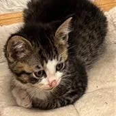 A baby small-sized male Domestic Medium Hair cat named Elvis Presley for adoption in Cumming, GA