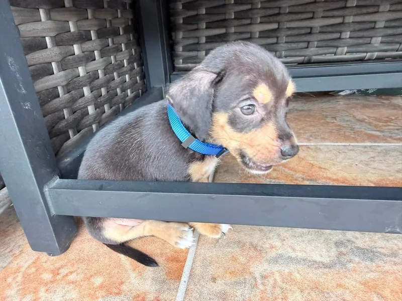 A baby small-sized male Tricolor (Brown, Black, & White) American Bulldog dog named Henley  Hattie for adoption in Lakeland, FL