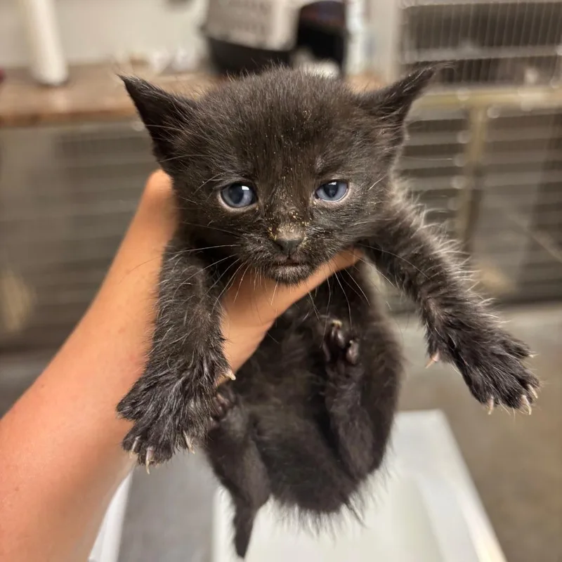 A baby small-sized male Black Domestic Short Hair cat named Baked Bean for adoption in Ottawa, KS