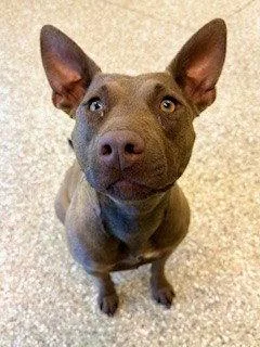A young medium-sized female American Staffordshire Terrier dog named Bronwyn for adoption in Clyde, NC