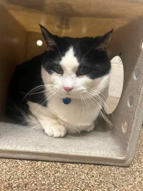 An adult medium-sized male Black Domestic Short Hair cat named Bandit for adoption in Fruit Heights, UT