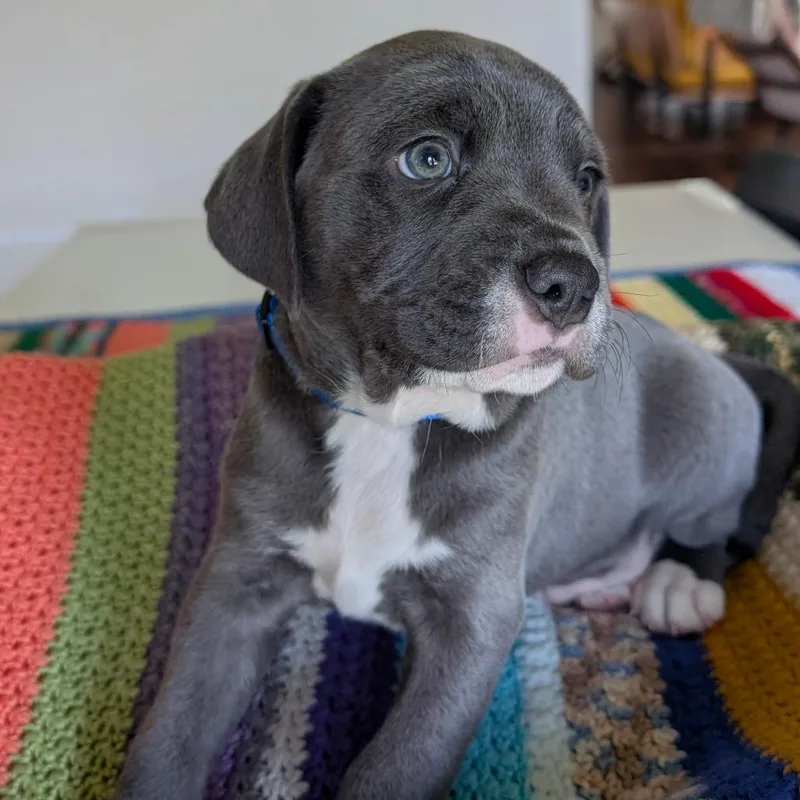 Mabry_Pup thumbnail 2