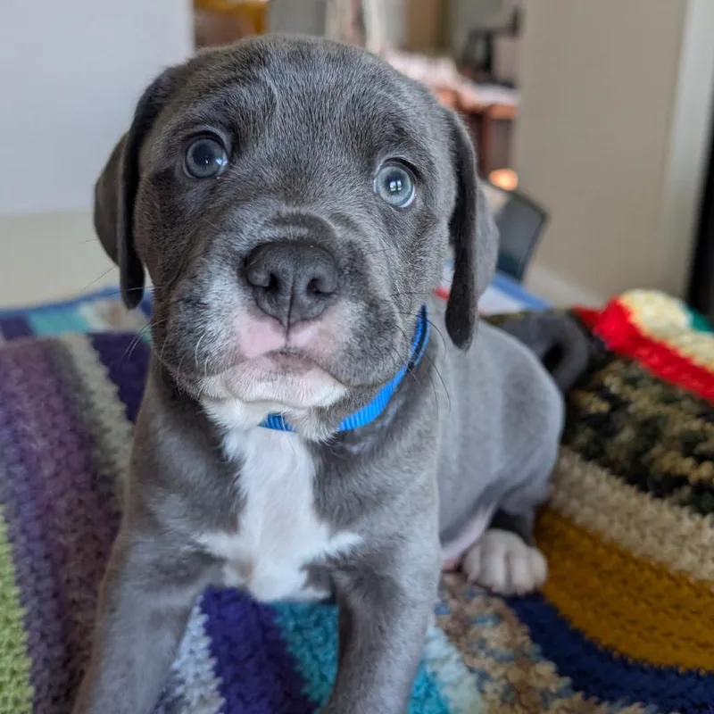 Mabry_Pup thumbnail 3