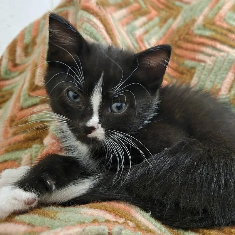 A baby small-sized male Black Domestic Short Hair cat named Oryx for adoption in Pittsburgh, PA