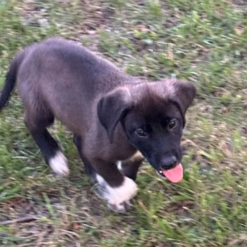 A baby medium-sized male Black Border Collie dog named Potato for adoption in Overland Park, KS