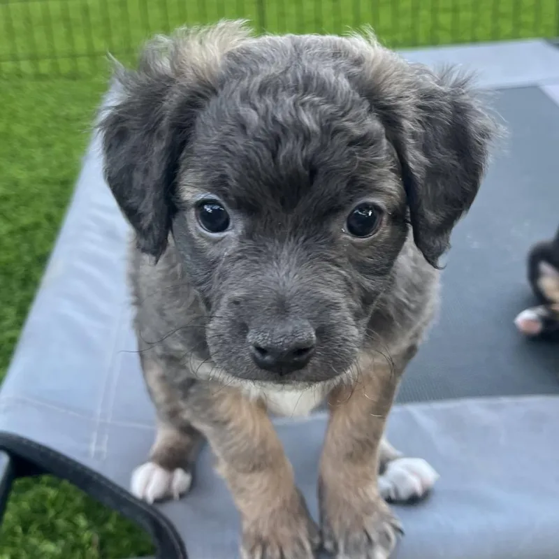A baby small-sized male Brown / Chocolate Mixed Breed dog named Hart for adoption in Las Vegas, NV