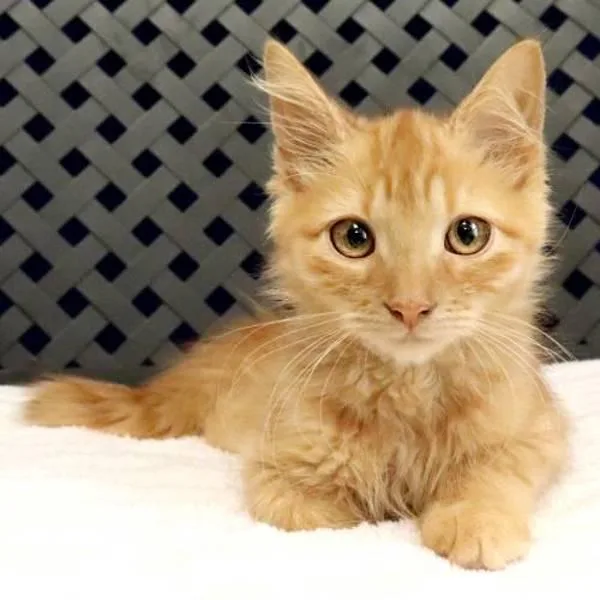 A baby small-sized male Domestic Short Hair cat named Crookshank for adoption in Midland, TX
