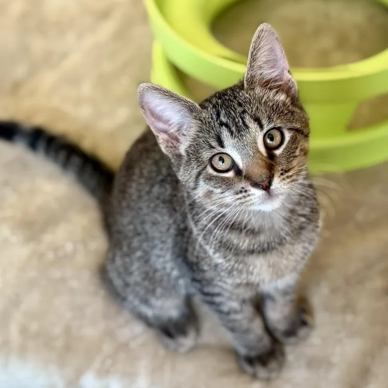 A baby small-sized male Brown / Chocolate Domestic Short Hair cat named Tyrion for adoption in Los Angeles, CA