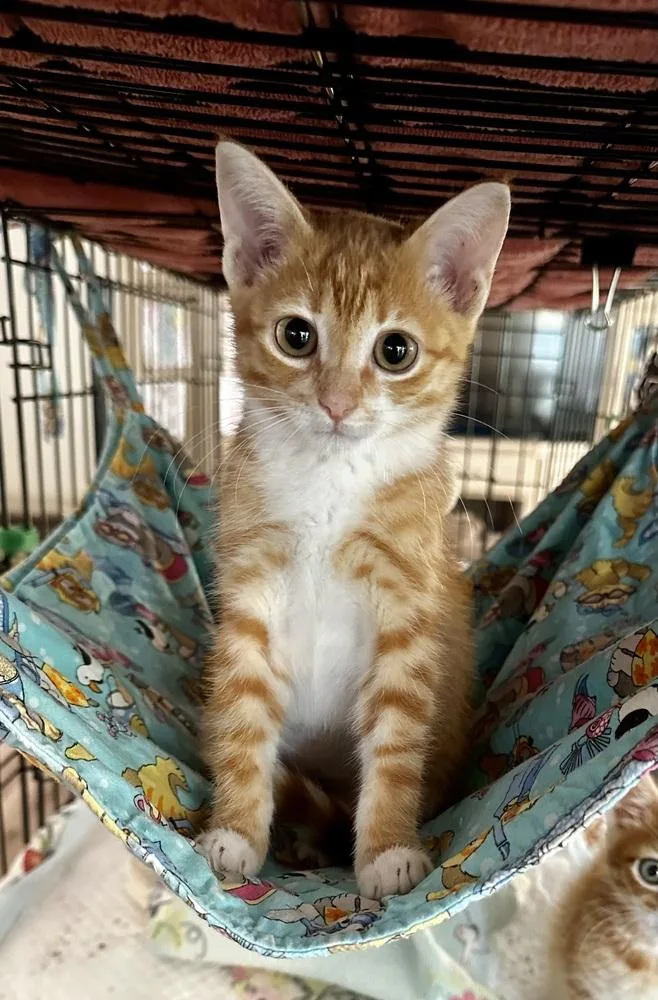 A baby small-sized female Orange & White Domestic Short Hair cat named Gidget for adoption in Wellington, FL