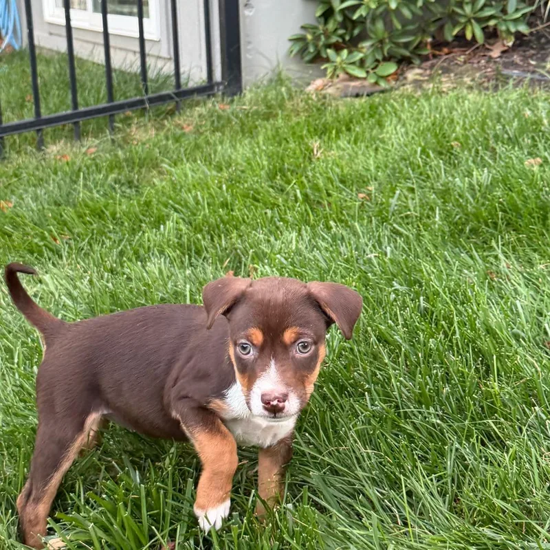 A baby small-sized female Brown / Chocolate Mixed Breed dog named Glinda for adoption in Olathe, KS