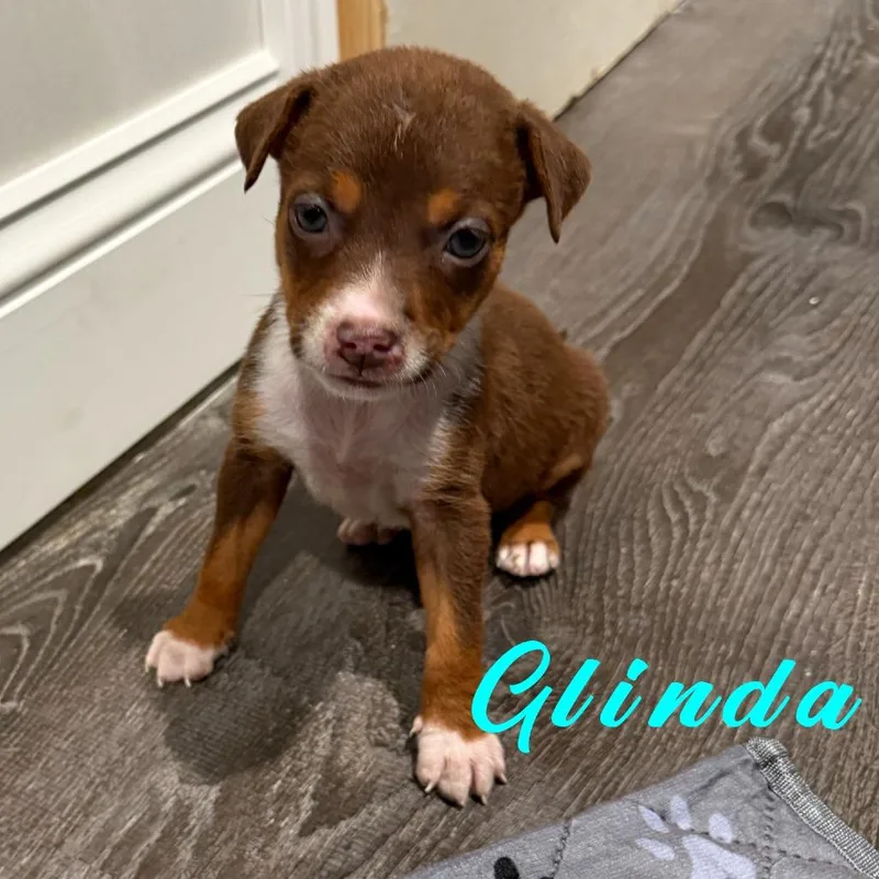 Glinda thumbnail 2