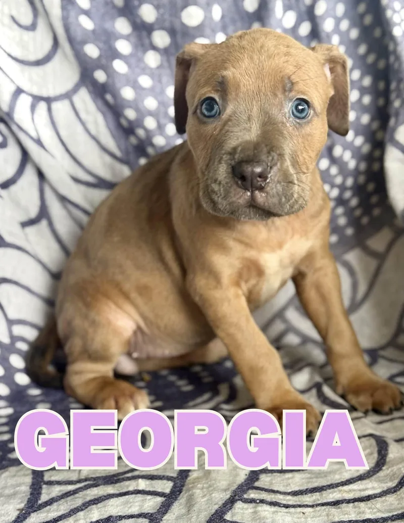 Georgia