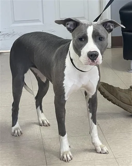 A young medium-sized female Pit Bull Terrier dog named Sophieluna for adoption in Killeen, TX