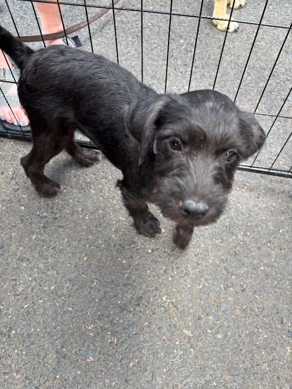 A baby medium-sized male Black Terrier dog named Batman for adoption in Boulder, CO