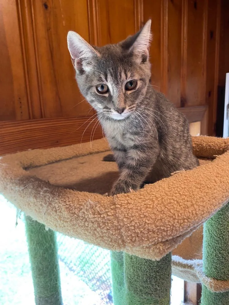 A baby medium-sized male Domestic Short Hair cat named Toby for adoption in Cumming, GA
