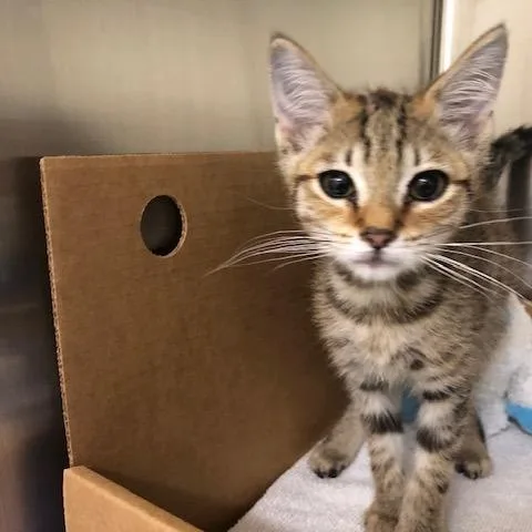 A baby small-sized male Brown / Chocolate Domestic Short Hair cat named Charlie for adoption in Novelty, OH