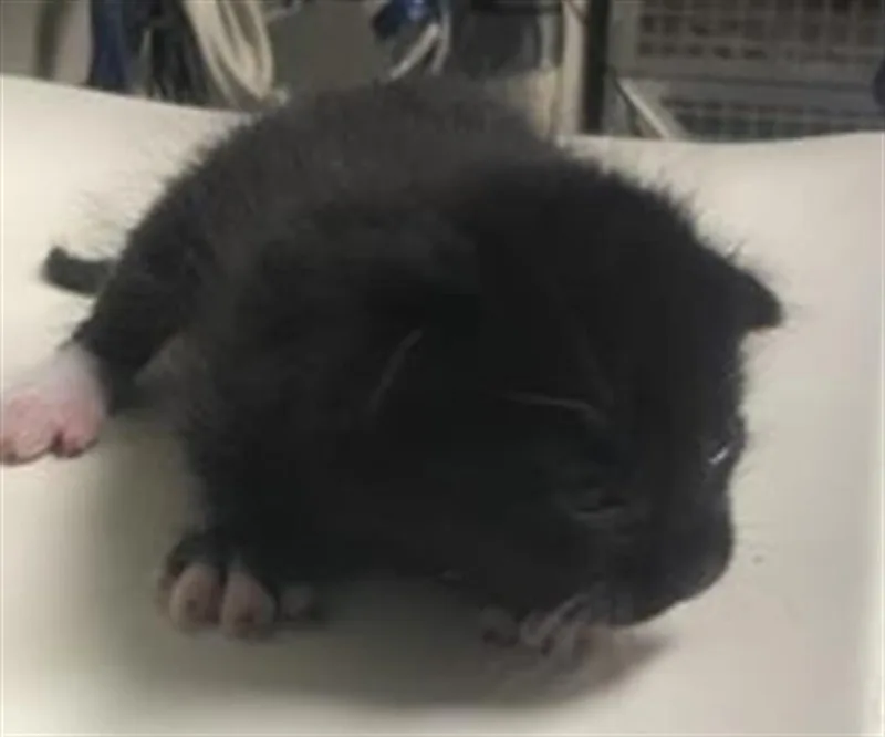 A baby small-sized female Domestic Short Hair cat named Sassy for adoption in Conroe, TX