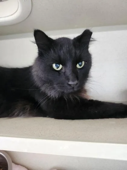 An adult large-sized male Domestic Long Hair cat named Dracula for adoption in Columbus, IN
