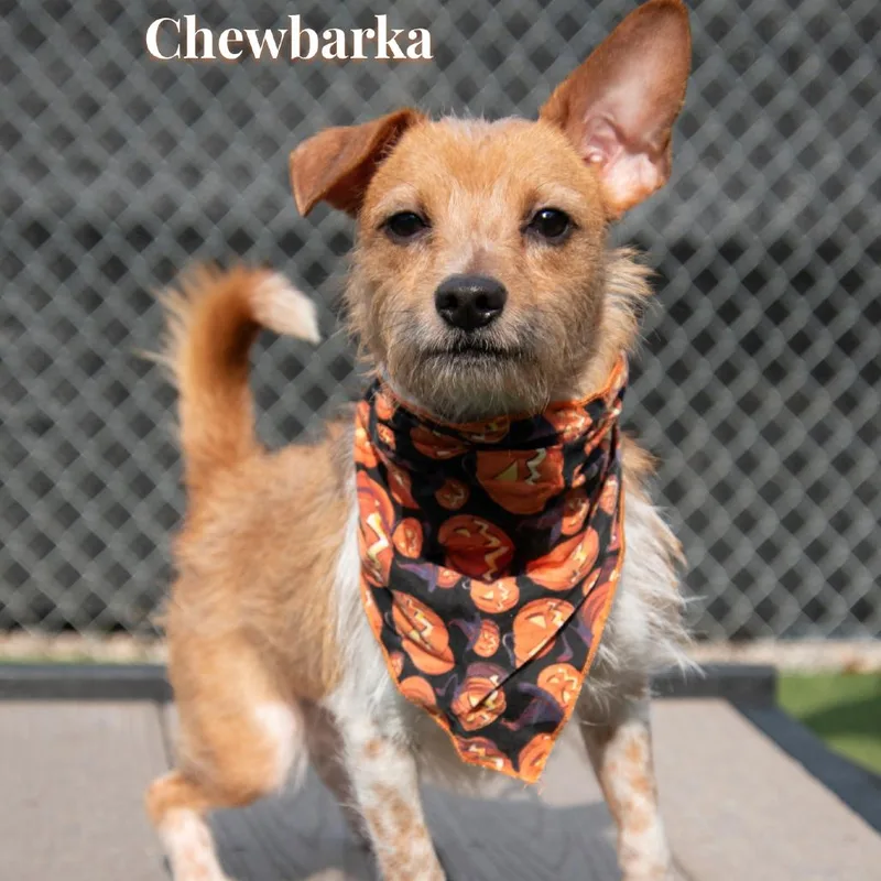 A young small-sized male Yellow / Tan / Blond / Fawn Terrier dog named Chewbarka for adoption in Parkersburg, WV