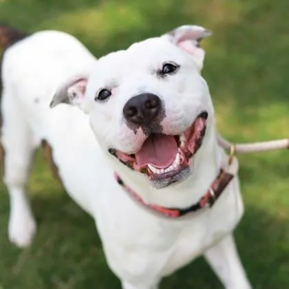 A young large-sized male White / Cream Mixed Breed dog named Guy Ritchie for adoption in Atlanta, GA