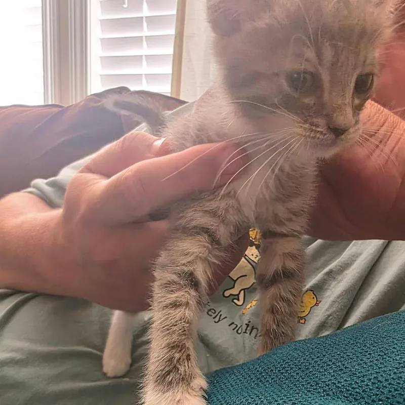 A baby medium-sized female Tabby (Gray / Blue / Silver) Domestic Short Hair cat named Gracie for adoption in Beulaville, NC