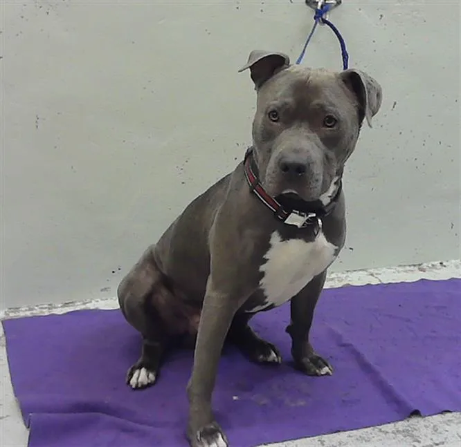 A young medium-sized male Staffordshire Bull Terrier dog named Baxter for adoption in Houston, TX