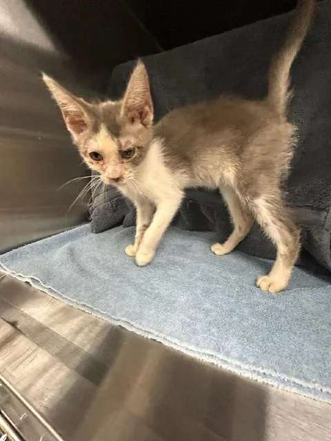 A baby medium-sized male Domestic Short Hair cat named Luigi for adoption in Huntsville, AL