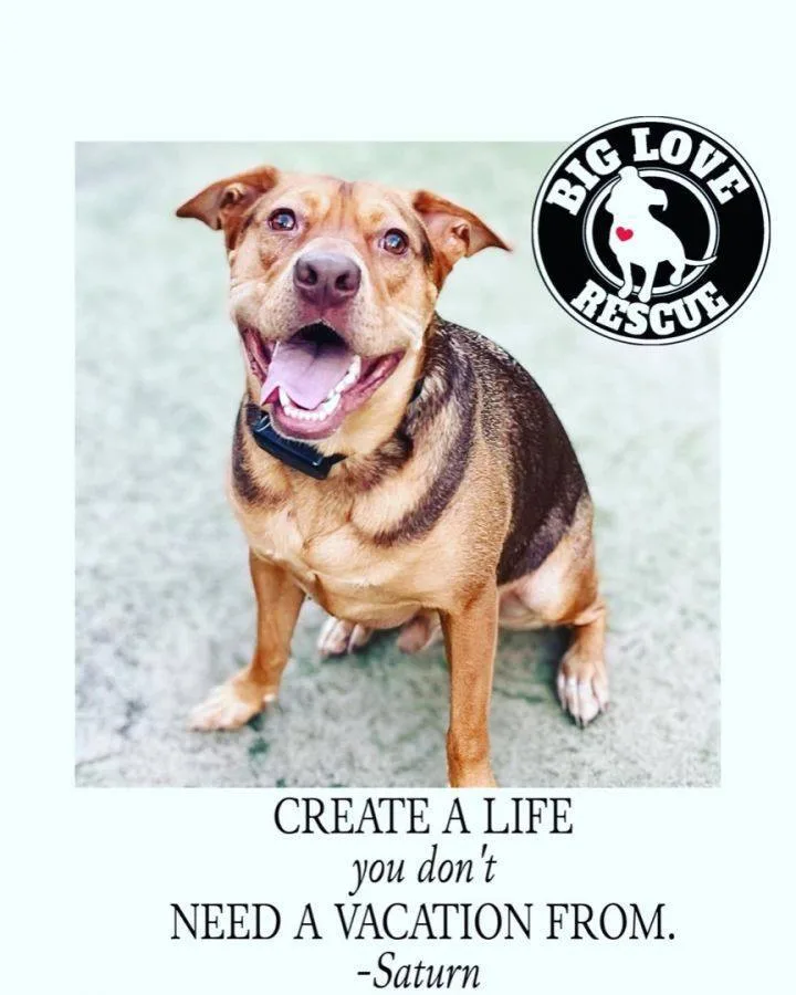 An adult large-sized male Tricolor (Brown, Black, & White) Vizsla dog named Saturn for adoption in Cypress, TX