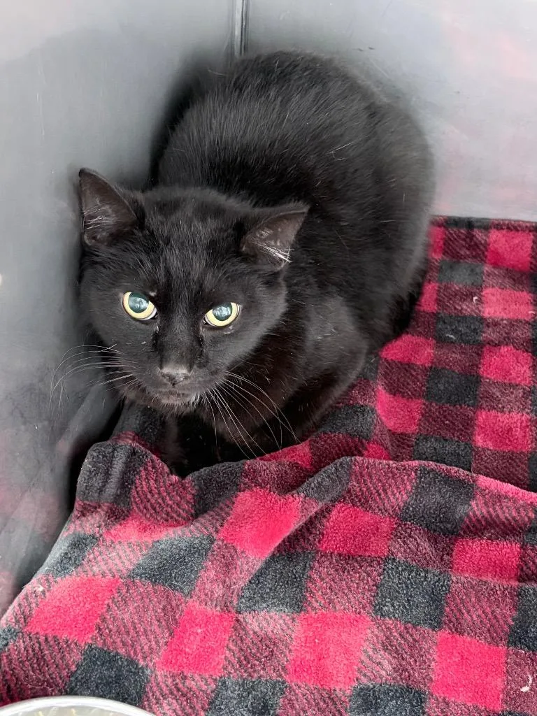 A young medium-sized male Domestic Short Hair cat named Howler SHOP for adoption in Pierceton, IN