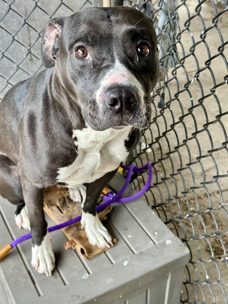 An adult medium-sized female Black Pit Bull Terrier dog named Fairytale for adoption in Chicago, IL