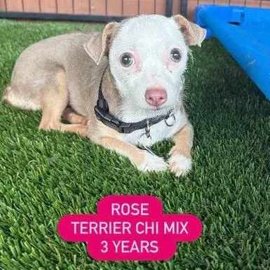Rose